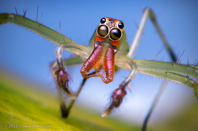 Illustration for article titled Alien monsters or awesome spiders, I just love these little guys